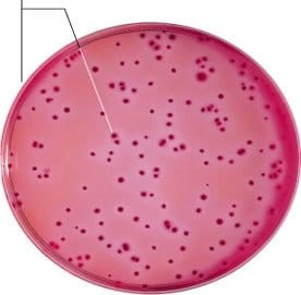 Violet Red Bile Glucose Agar  gotowa pożywka na płytkach kontaktowych