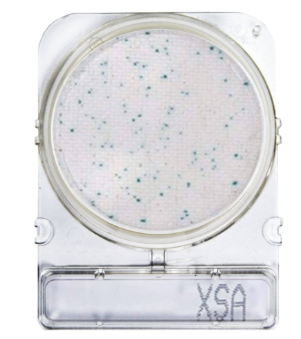 Compact Dry™ XSA - gotowe do użycia płytki z pożywką chromogenną do oznaczania S.aureus
