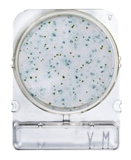 Compact Dry™ YM - gotowe do użycia płytki z pożywką chromogenną do oznaczania pleśni i drożdży