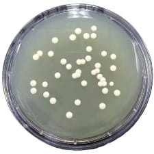 Sabouraud Glucose + Chloramphenicol gotowe podłoże na płytkach kontaktowych