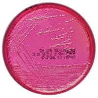 Brilliant Green Agar (Modified) gotowa pożywka do identyfikacji Salmonelli