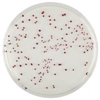 Brilliance CampyCount Agar gotowa pożywka do oznaczanie Campylobacter