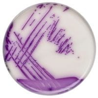 Brilliance_Salmonella_BSA_gotowa_pożywka_do_identyfikacji_Salmonelli_spp_Bestlabs.jpg