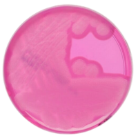 Myp_Agar_gotowa_pożywka_do_oznaczania_Bacillus_cereus_Bestlabs.png