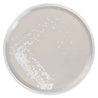 Sabouraud Dextrose Agar gotowa pożywka do oznaczania dermatofitów, grzybów i drożdży