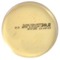 Slanetz and Bartley Medium  (Enterococcus Agar) gotowa pożywka do oznaczania enterokoków