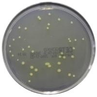 Pseudomonas C-N Selective Agar  (Cetrimide Agar) gotowa pożywka do izolacji Pseudomonas aeruginosa