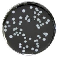 Legionella BCYE Medium gotowa pożywka do oznaczania bakterii z rodzaju Legionella