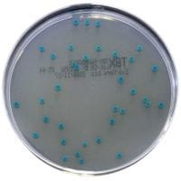 TBX_Medium_podłoże_gotowe_do_oznaczania_Escherichia_coli_Bestlabs.jpg
