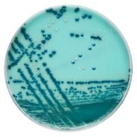 Brilliance_CRE_Agar_gotowa pożywka_do_oznaczania_Enterobacteriaceae_opornych_na_karbapenemy_(CRE)_bestlabs.jpg