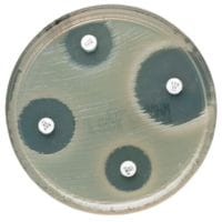 Mueller_Hinton_Agar_gotowa_pożywka_na_płytkach_do_oznaczania_lekowrażliwości_Bestlabs.jpg