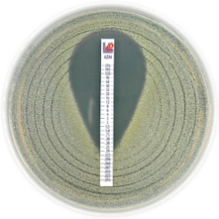 IMIPENEM_IMI_0_002_32_Paski_gradientowe_do_oznaczania_MIC_Bestlabs.jpg