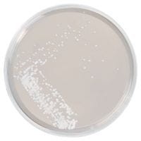 Sabouraud Glucose Agar gotowa pożywka na płytkach do izolacji dermatfitów