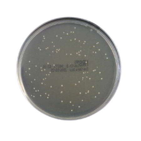 M.R.S. Agar gotowa pożywka na płytkach do oznaczania kwasu mlekowego