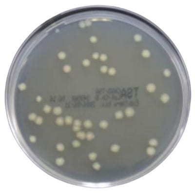 Tryptone Soya Agar gotowa pożywka na płytkach ogólnego przeznaczenia