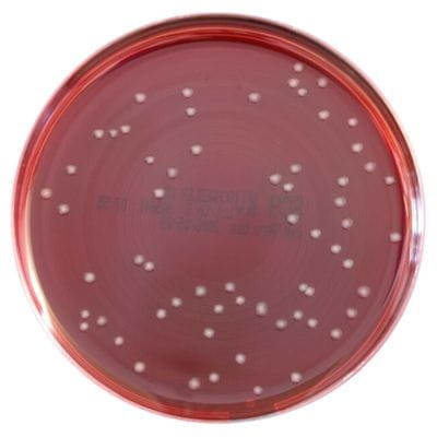 Schaedler Anaerobe KV Selective Agar with  Lysed Horse Blood gotowa pożywka na płytkach Do izolacji bakterii Gram-ujemnych