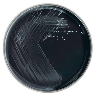 Campylobacter_Blood_Free_Selective_Agar_gotowa_pożywka_na_płytkach_Bestlabs.jpg