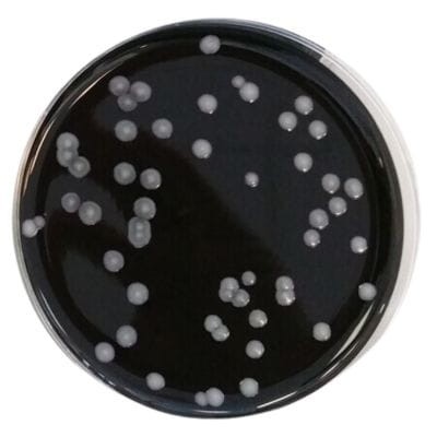 Legionella BCYE with Antibiotics gotowa pożywka na płytkach do izolowania Legionellaceae