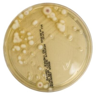 Dermasel_Selective_Medium_gotowa_pożywka_na_płytkach_Bestlabs.jpg
