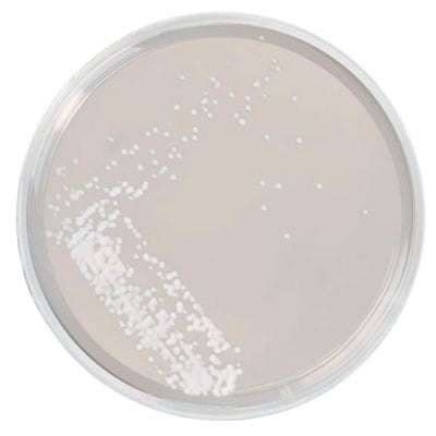 Sabouraud Glucose Agar with Disinhibitor gotowa pożywka na płytkach