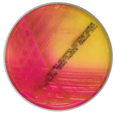 Burkholderia cepacia Agar gotowa pożywka na płytkach