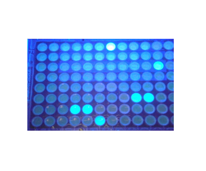 MUG/EC Medium plate (96 dołków)-mikropłytka do zminiaturyzowanej metody NPL do oznaczania liczby E.coli w wodach powierzchniowych i ściekach