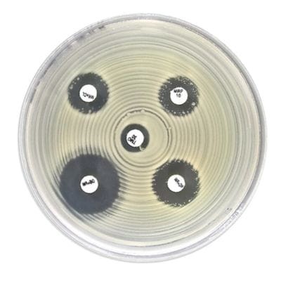 Marbofloxacin 5ug krążki antybiotykowe