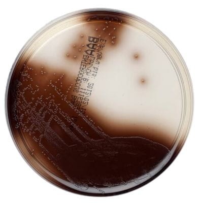 Bile Aesculin Agar gotowa pożywka na płytkach do izolacji i różnicowania enterokoków/ paciorkowców grupy D i paciorkowców nienależących do grupy D