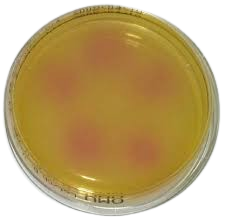 Mycoplasma/Ureaplasma_Selective_Agar_gotowa_pożywka_na_płytkach_oxoid_argenta_bestlabs