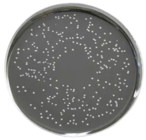 Bordetella Selective Medium gotowa pożywka na płytkach