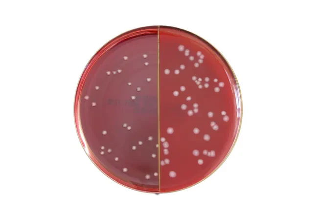 Schaedler Anaerobe Agar/Selective gotowa pożywka na dzielonych płytkach