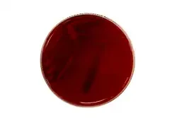 Gardnerella Vaginalis Selective Medium gotowa pożywka na płytkach