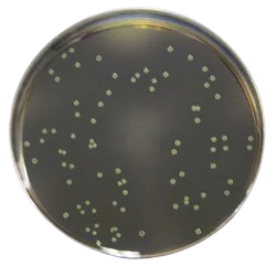 Listeria Selectiv (Oxford) gotowa pożywka na płytkach