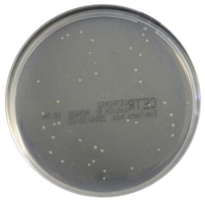 Cetrymide_Agar_Bestlabs.jpg