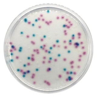 Chromogenic Coliform Agar gotowa pożywka do oznaczania Escherichia coli