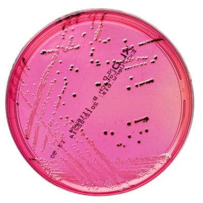 Agar_XLD_EP_USP_JP_BP_Bestlabs.jpg