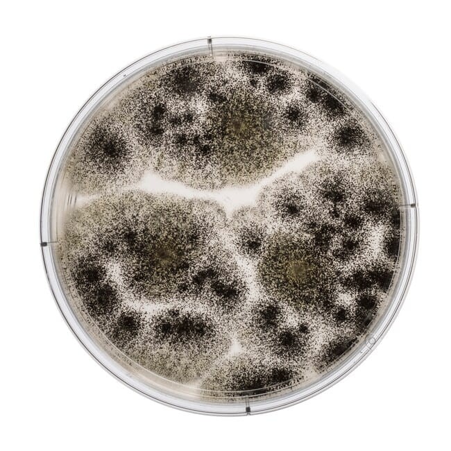 Potato-Dextrose-Agar-PO0186A.jpg-650.jpg