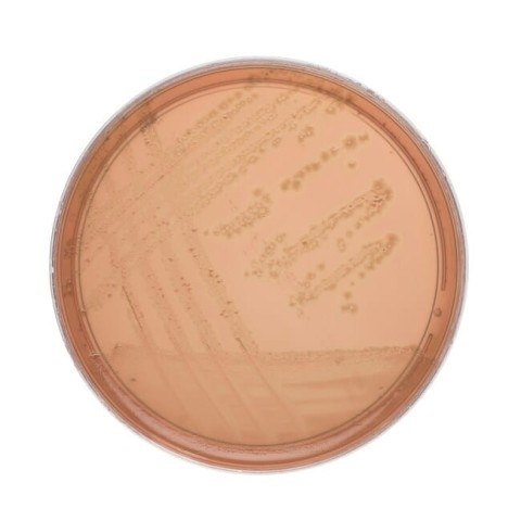 Braziers Clostridium difficile Selective Medium gotowa pożywka na płytkach Petriego