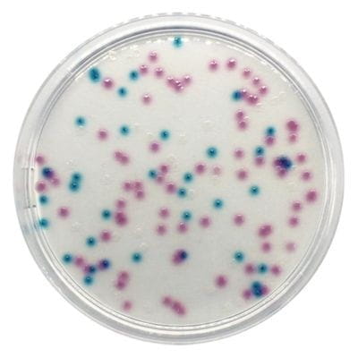 Chromogenic Coliform Agar (ISO) gotowa pożywka na płytkach Petriego 55 mm