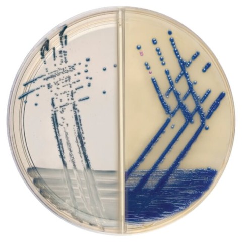 Brilliance MRSA 2/Brilliance(TM)Staph24 gotowa pozywka na płytkach dzielonych