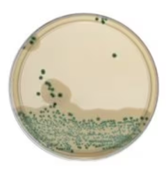 Oxoid™_Brilliance™Listeria_Agar(ISO)_Plates_gotowa_pożywka_na_płytkach_argenta_bestlabs