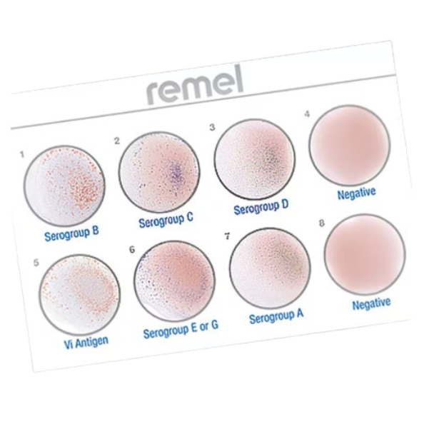 Wellcolex Colour Shigella Kit test aglutynacji lateksowej