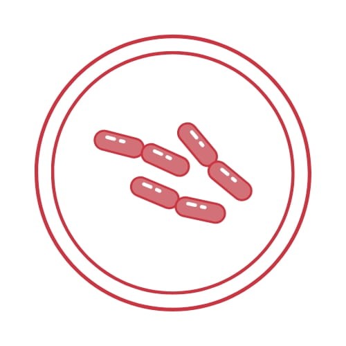 Escherichia coli derived from CDC AR-0346; KWIK-STIK™; op. 2 wymazówki