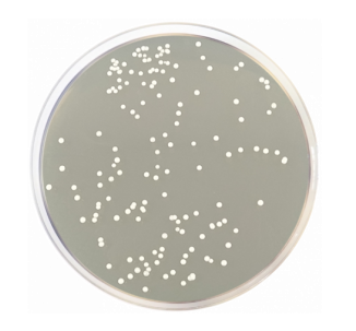 BD Letheen Agar Modified with Polysorbate (TMLA) gotowa pożywka na płytkach 120szt.