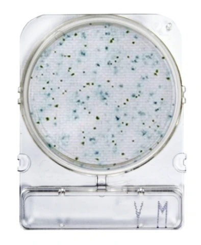Compact Dry™ YM gotowe do użycia płytki z pożywką chromogenną do oznaczania pleśni i drożdży (Yeast & Mold) 240 szt.