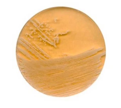 BD BBL™ Trypticase™ Soy Agar (TSA) gotowa pożywka na płytkach 90 mm z zamknięciem 10x10szt.