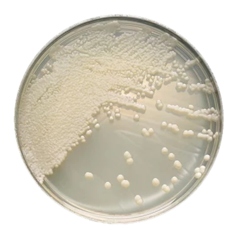 BD BBL™ Sabouraud Glucose Agar with Lecithin and Polysorbate 80 IC-XT Pack gotowa pożywka na płytkach 100szt.