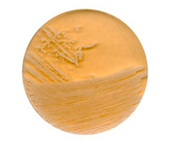 BD Trypticase™ Soy Agar (TSA) with Lecithin and Polysorbate 80 gotowa pożywka na płytkach RODAC™ 33szt.