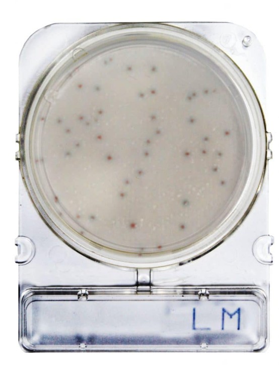 Compact_Dry_LM_gotowe_do_użycia_płytki_z_pożywką_do_oznaczania_Listeria_monocytogenes_Bestlabs.jpg