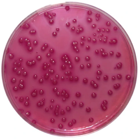 BD Violet Red Bile Glucose Agar (VRBG) gotowa pożywka na płytkach 20szt.